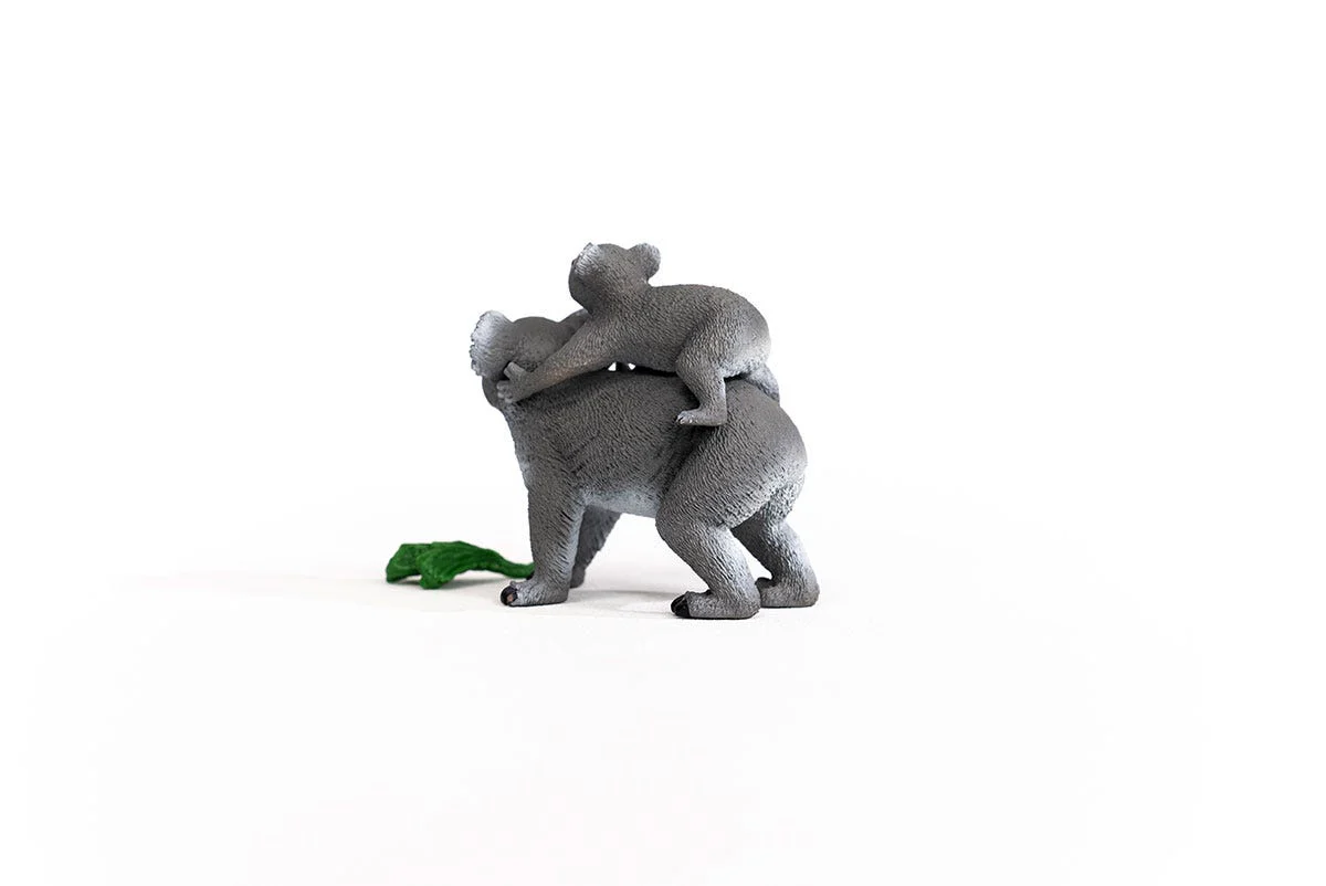 Koala con cría - Image 9